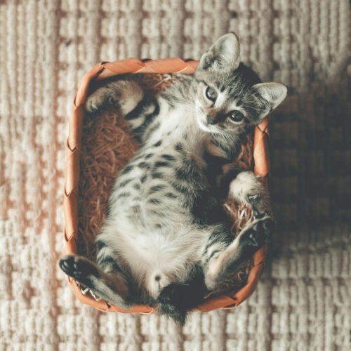 За котки